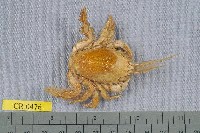 藏品(顯著瓊娜蟹)的圖片